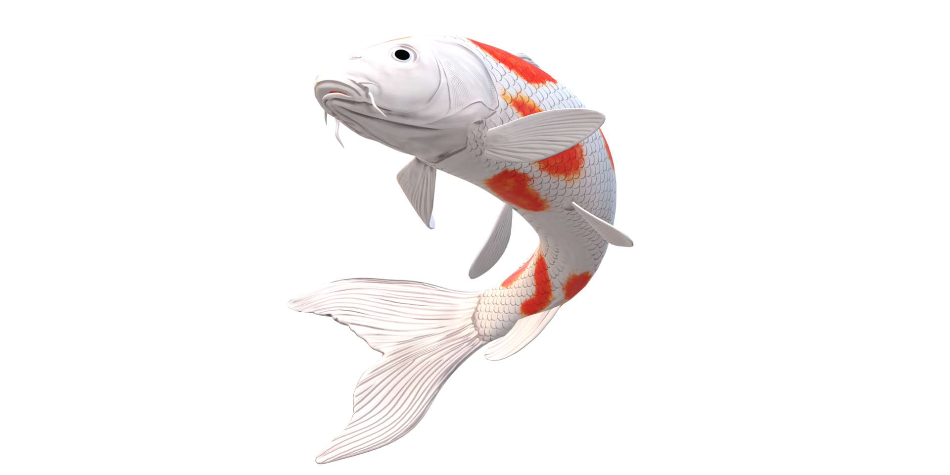 Koi Carp fish isolated on a Transparent Background png