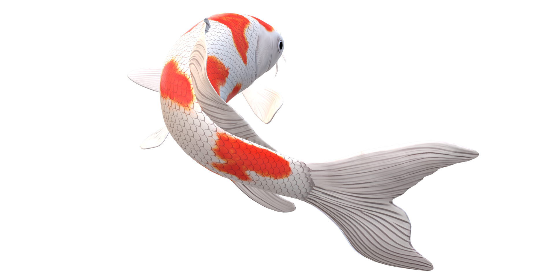 Koi Carp fish isolated on a Transparent Background png