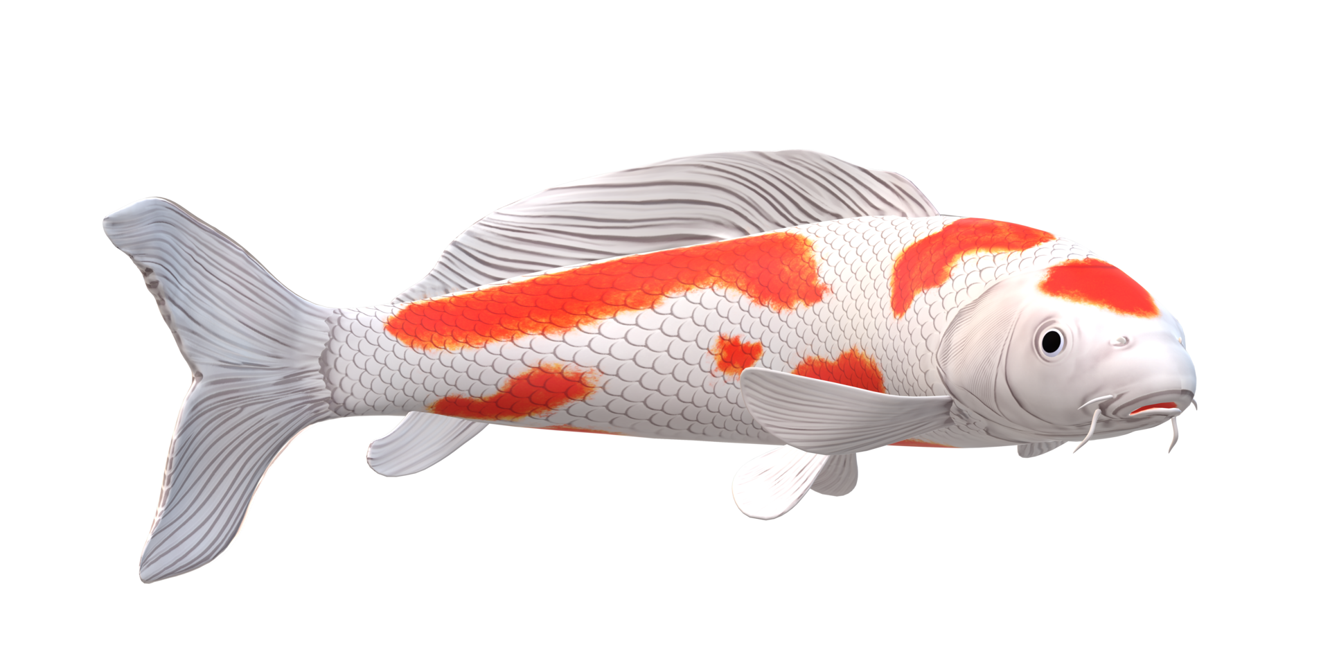 Koi Carp fish isolated on a Transparent Background png