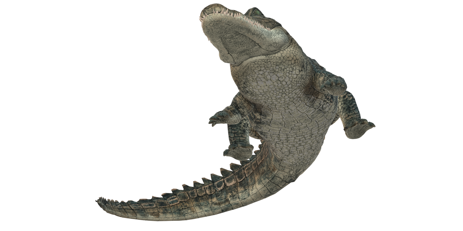 Alligator isolated on a Transparent Background png