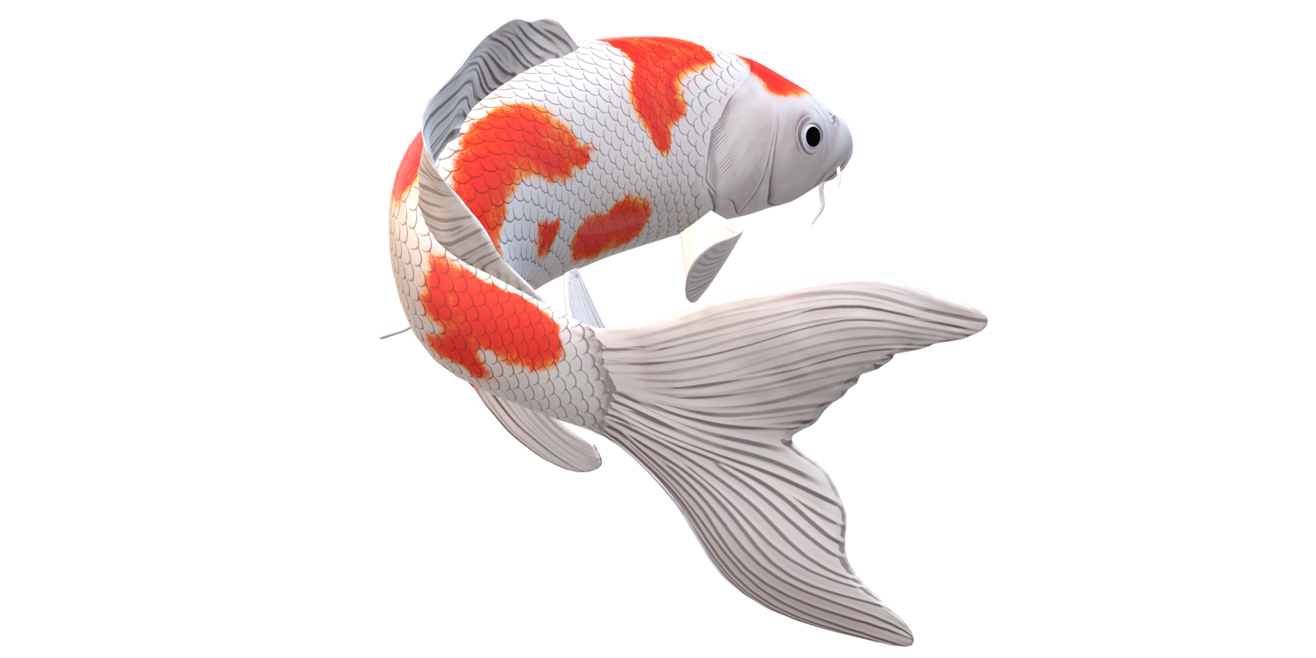 Koi Carp fish isolated on a Transparent Background png