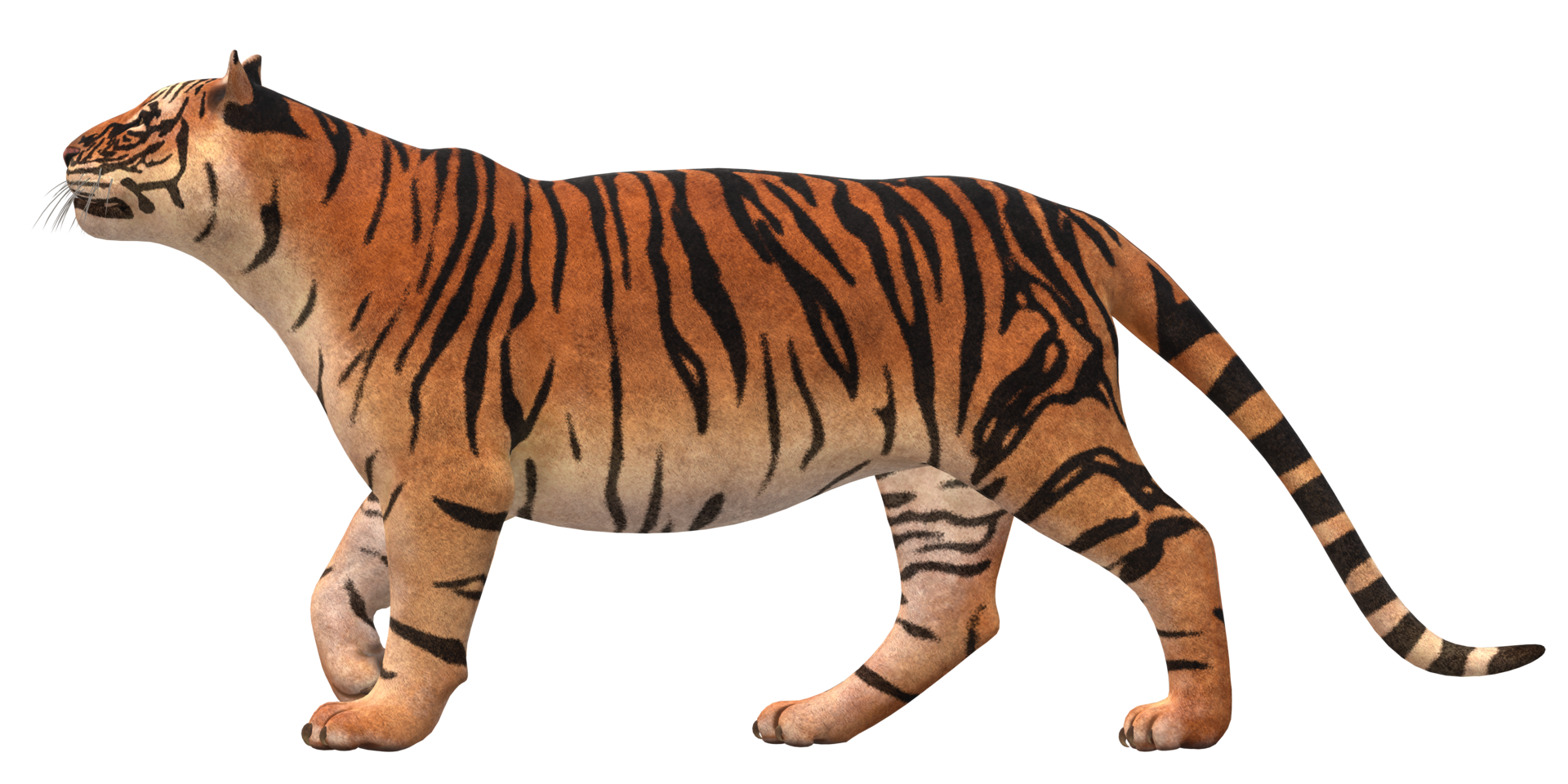 Tigre aislado en un transparente antecedentes png