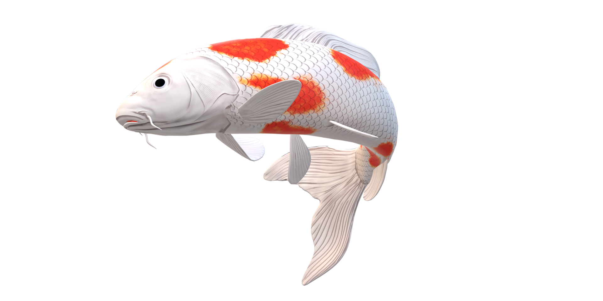 Koi Carp fish isolated on a Transparent Background png