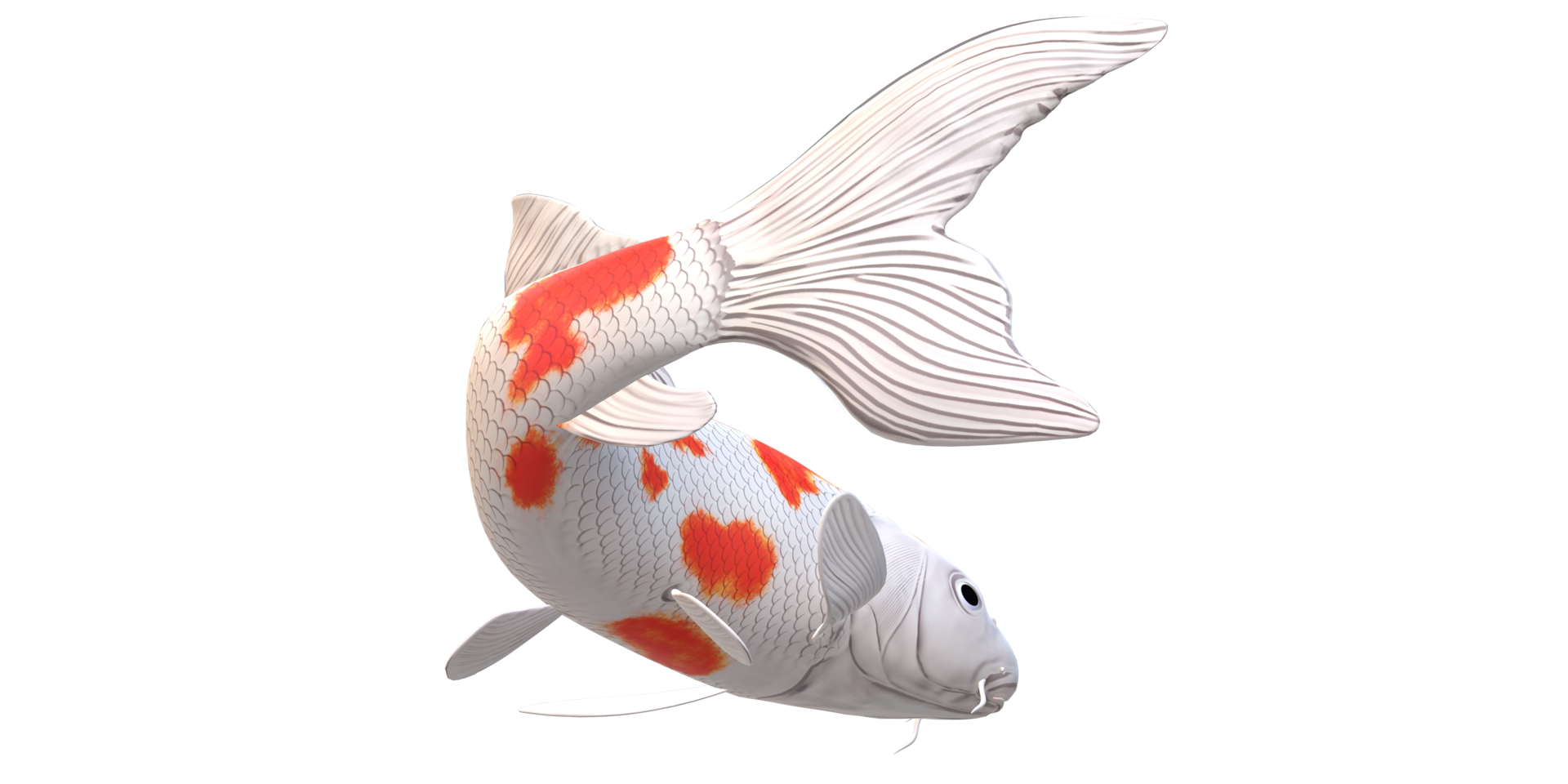 Koi Carp fish isolated on a Transparent Background png
