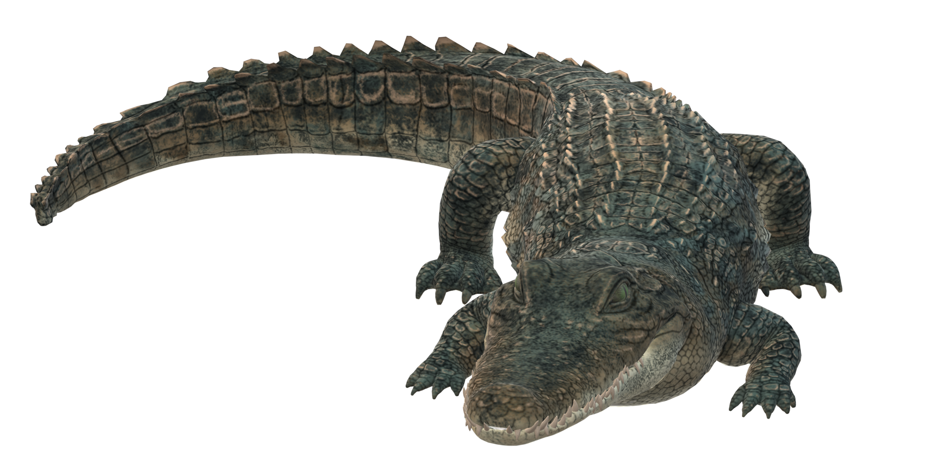 alligator isolé sur une transparent Contexte png