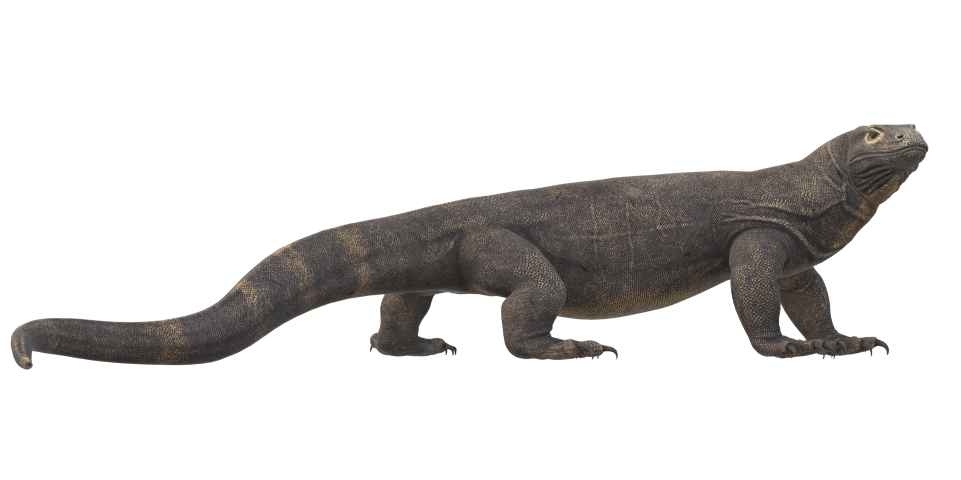 Comodo Dragon isolated on  a Transparent Background png