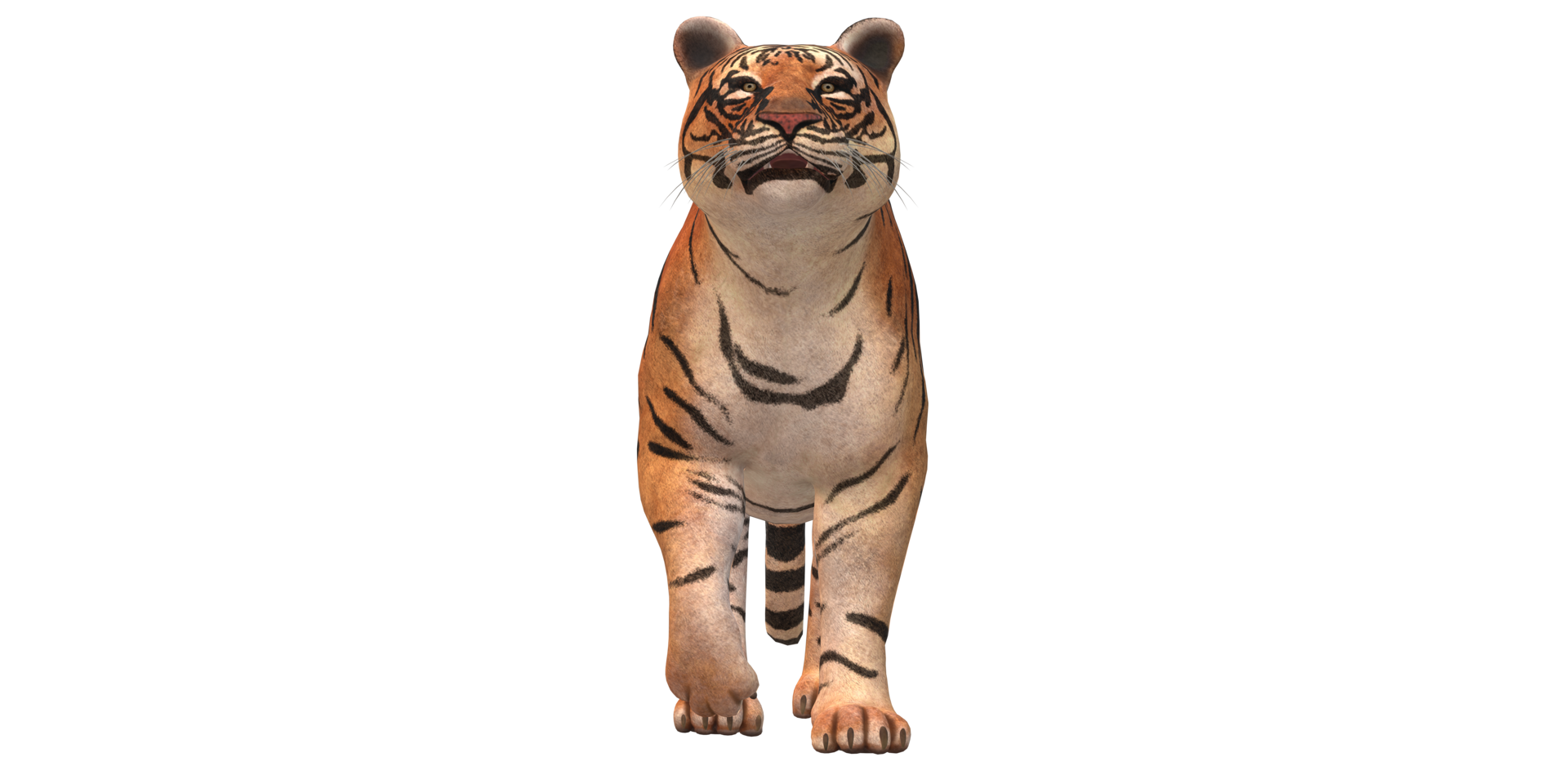 Tigre aislado en un transparente antecedentes png