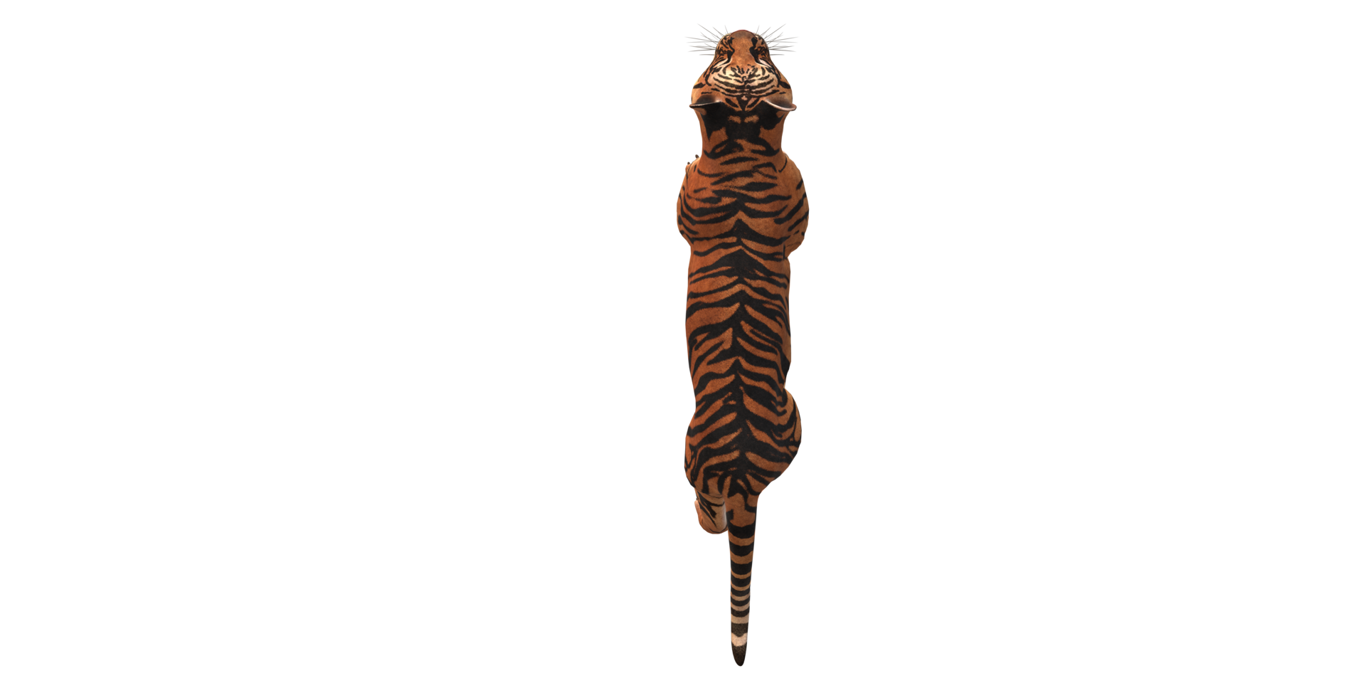 tigre isolado em uma transparente fundo png