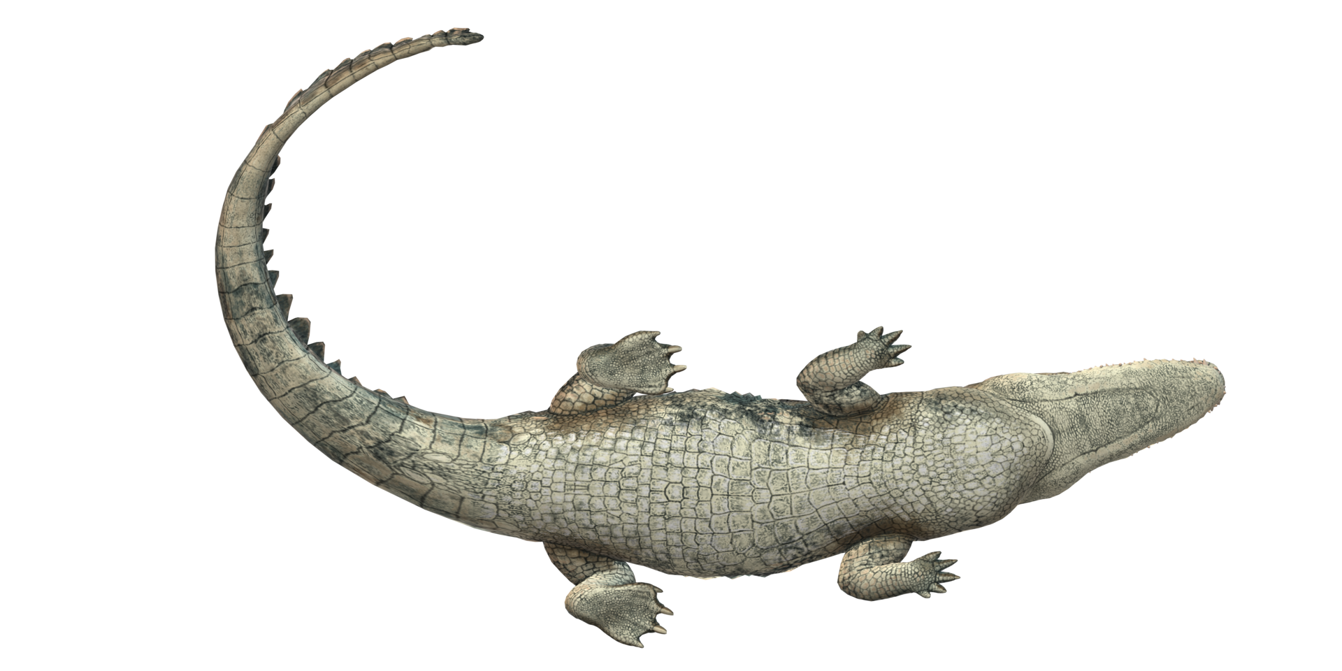 Alligator isolated on a Transparent Background png
