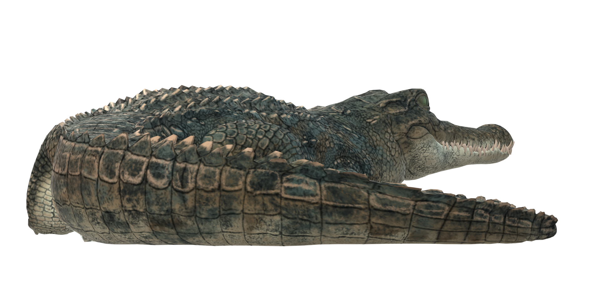 Alligator isolated on a Transparent Background png