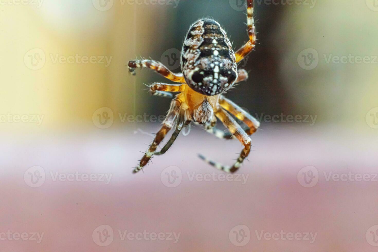 Arachnophobia fear of spider bite concept. Macro close up spider on cobweb spider web on natural blurred background. Life of insects. Horror scary frightening banner for halloween. photo