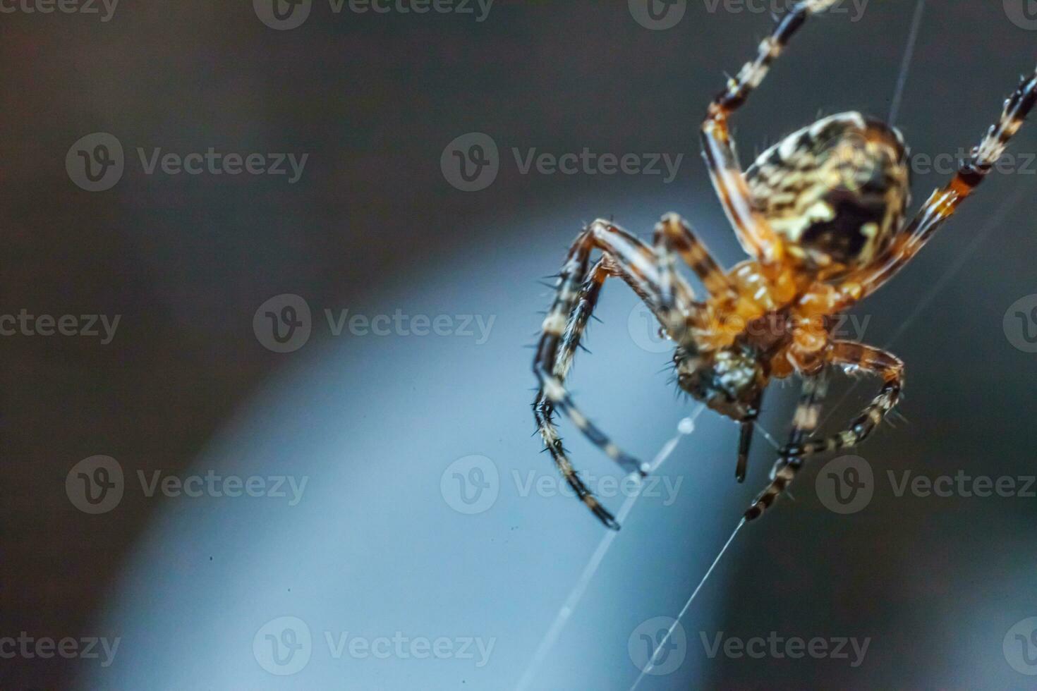 Arachnophobia fear of spider bite concept. Macro close up spider on cobweb spider web on blurred blue background. Life of insects. Horror scary frightening banner for halloween. photo