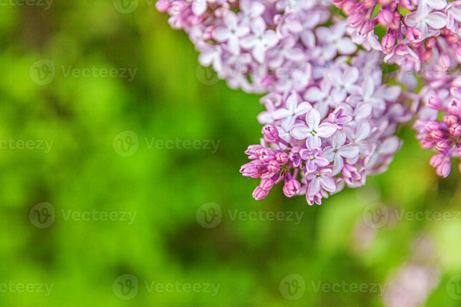 Beautiful smell violet purple lilac blossom flowers in spring time. Close up macro twigs of lilac selective focus. Inspirational natural floral blooming garden or park. Ecology nature landscape photo