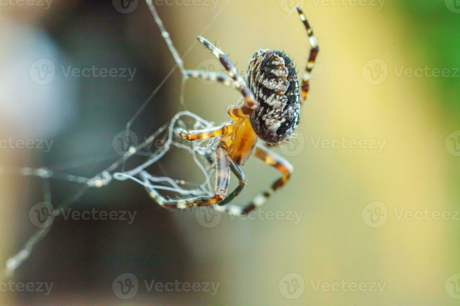 Arachnophobia fear of spider bite concept. Macro close up spider on cobweb spider web on natural blurred background. Life of insects. Horror scary frightening banner for halloween. photo