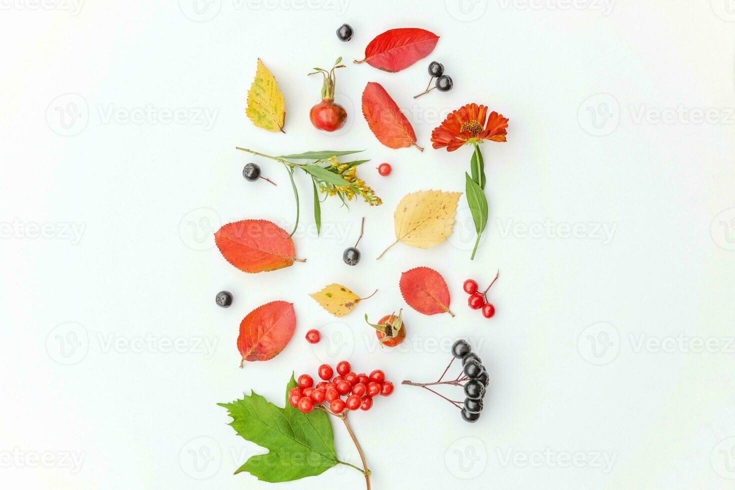 Autumn floral composition. Plants viburnum rowan berries dogrose fresh flowers colorful leaves isolated on white background. Fall natural plants ecology wallpaper concept Flat lay top view copy space photo