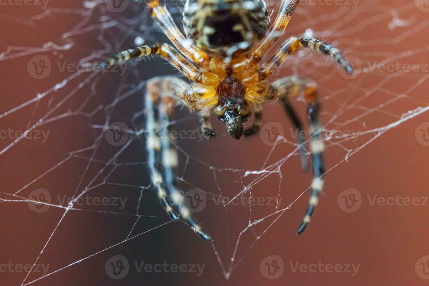 Arachnophobia fear of spider bite concept. Macro close up spider on cobweb spider web on blurred brown background. Life of insects. Horror scary frightening banner for halloween. photo