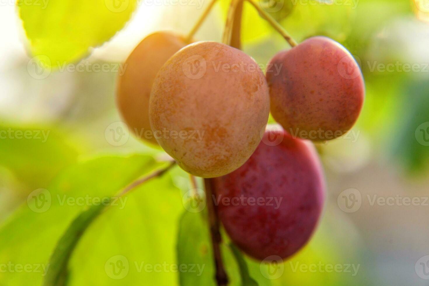 Perfect red plum growing on tree in organic plum orchard. Autumn fall view on country style garden. Healthy food vegan vegetarian baby dieting concept. Local garden produce clean food. photo