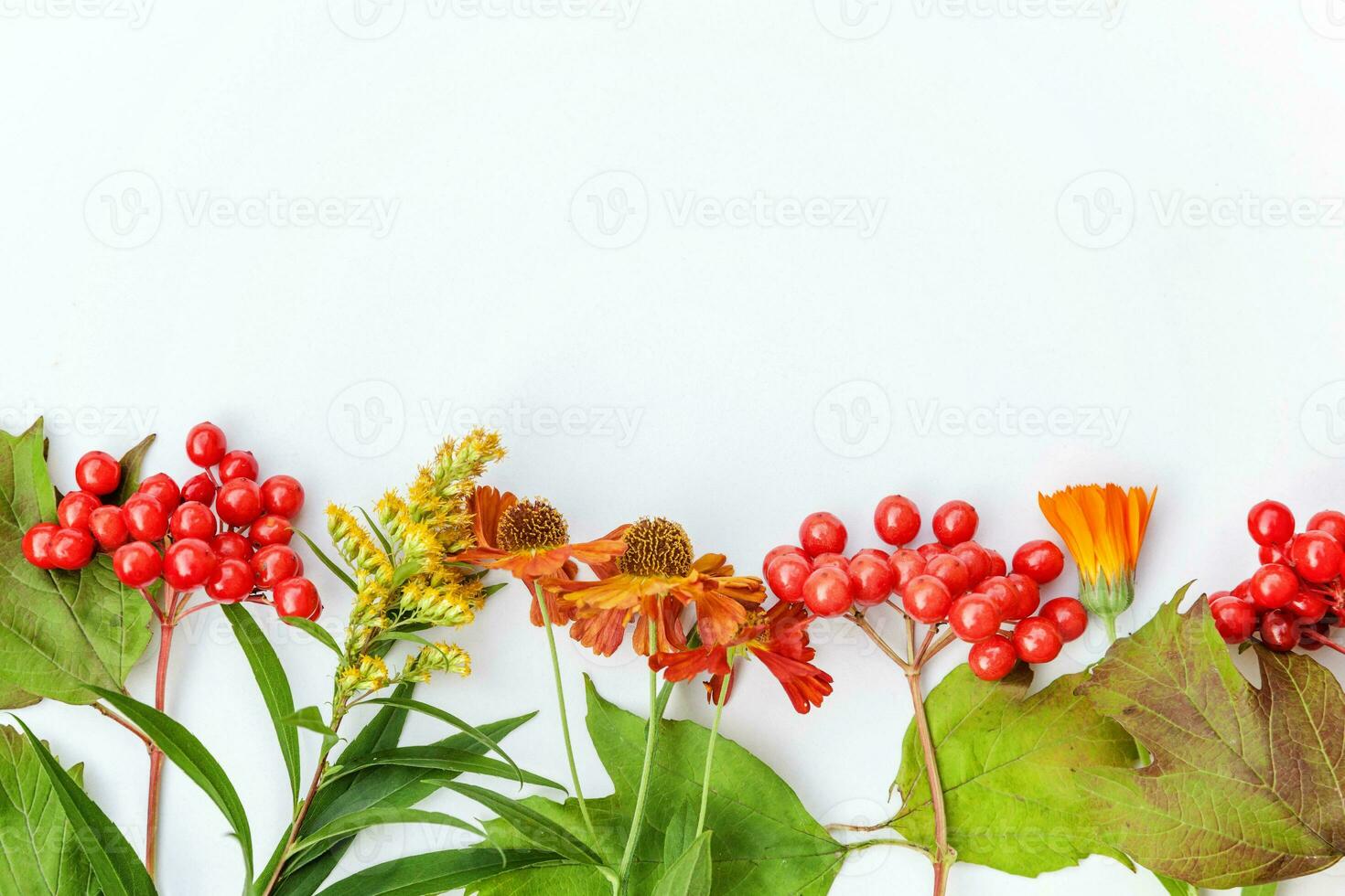 Autumn floral composition. Frame made of autumn plants viburnum berries orange flowers isolated on white background. Autumn fall natural plants ecology wallpaper concept. Flat lay top view, copy space photo