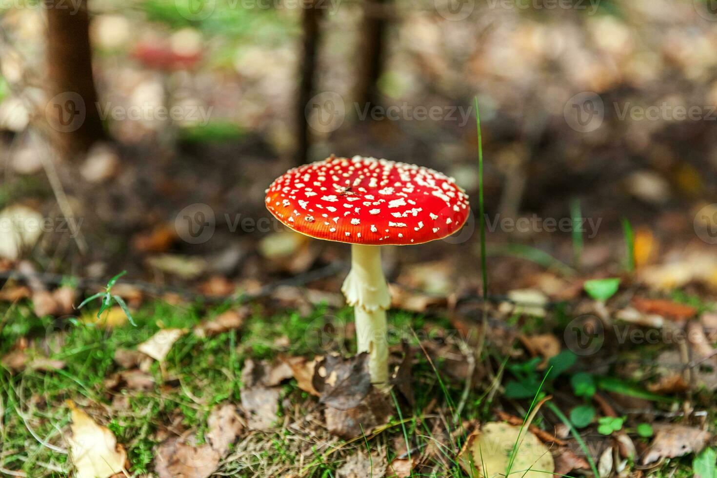 Toxic and hallucinogen mushroom Fly Agaric in grass on autumn forest background. Red poisonous Amanita Muscaria fungus macro close up in natural environment. Inspirational natural fall landscape. photo