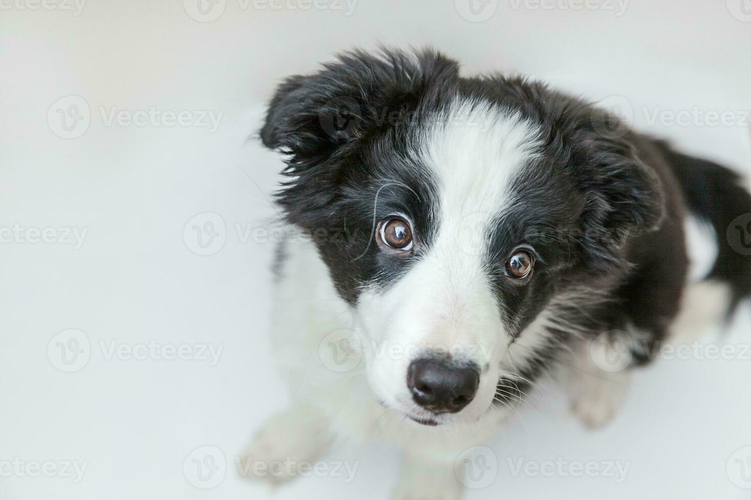 Funny studio portrait of cute smilling puppy dog border collie isolated on white background. Pet care and animals concept photo
