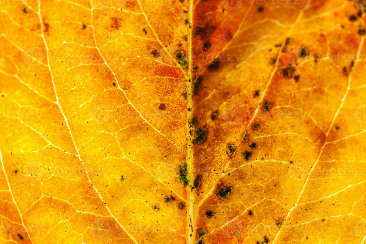 Closeup autumn fall extreme macro texture view of red orange green wood sheet tree leaf glow in sun background. Inspirational nature october or september wallpaper. Change of seasons concept. photo