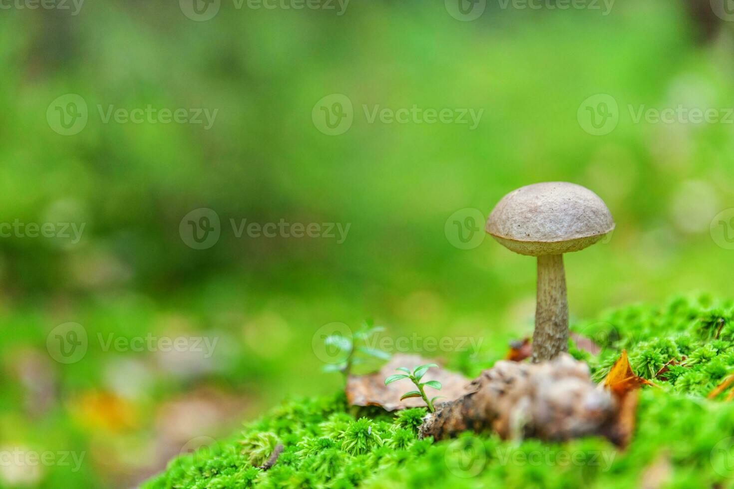 Edible small mushroom with brown cap Penny Bun leccinum in moss autumn forest background. Fungus in the natural environment. Big mushroom macro close up. Inspirational natural summer fall landscape photo