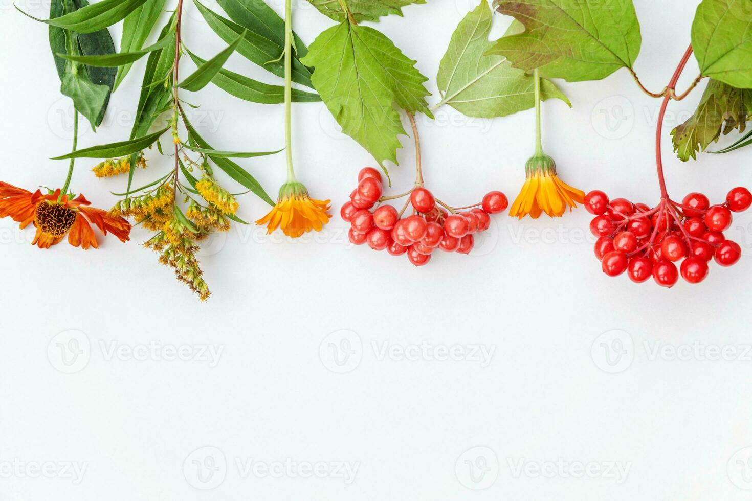 otoño floral composición. marco hecho de otoño plantas viburnum bayas naranja flores aislado en blanco antecedentes. otoño otoño natural plantas ecología fondo de pantalla concepto. plano laico parte superior vista, Copiar espacio foto