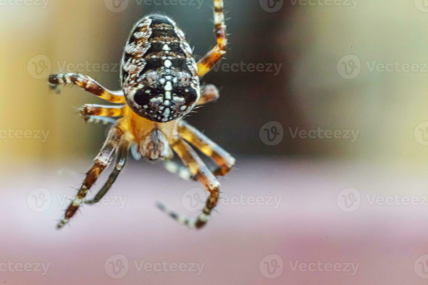 Arachnophobia fear of spider bite concept. Macro close up spider on cobweb spider web on natural blurred background. Life of insects. Horror scary frightening banner for halloween. photo