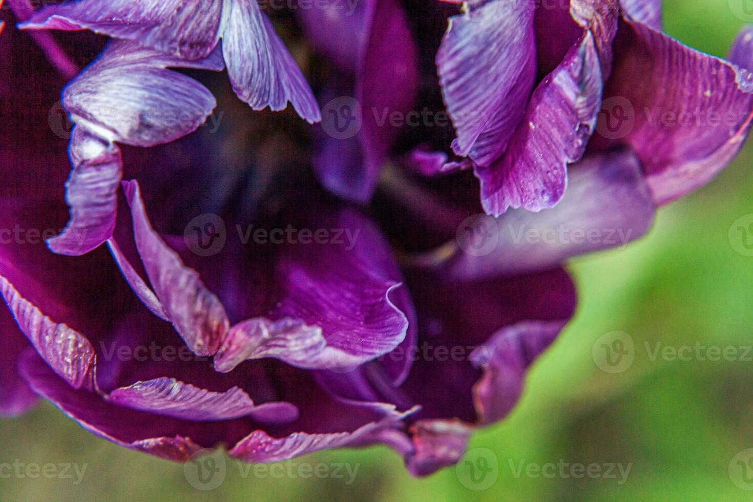 Purple tulip flowers in spring time. Close up macro of fresh spring flower in garden. Soft abstract floral poster, extremely macro, selective focus. Inspirational floral wallpaper holidays card photo
