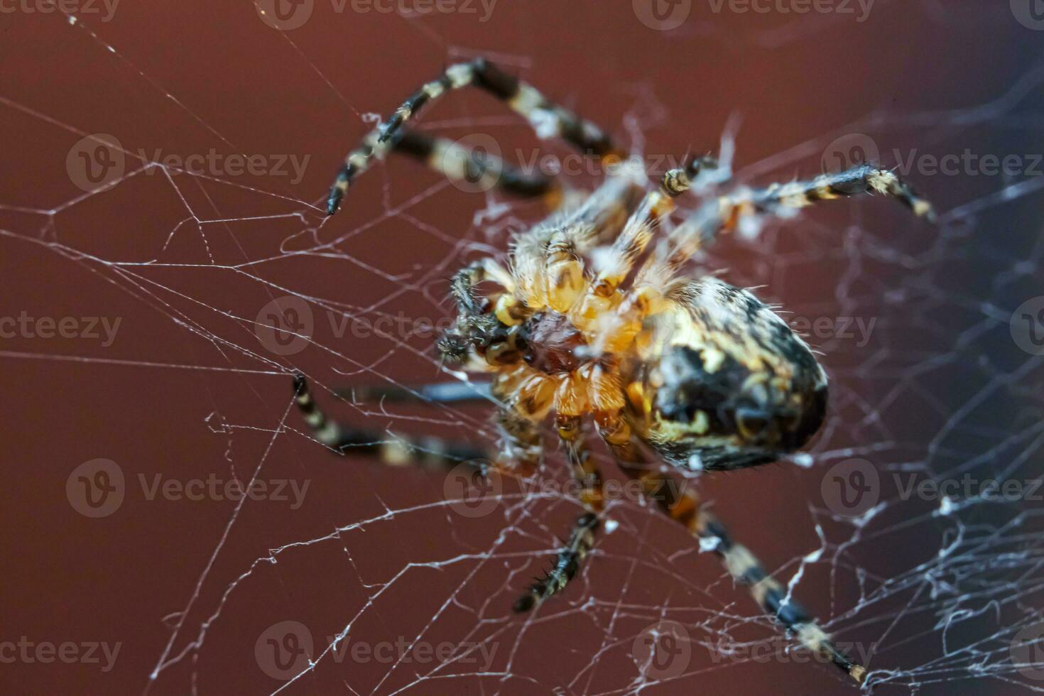 Arachnophobia fear of spider bite concept. Macro close up spider on cobweb spider web on blurred brown background. Life of insects. Horror scary frightening banner for halloween. photo