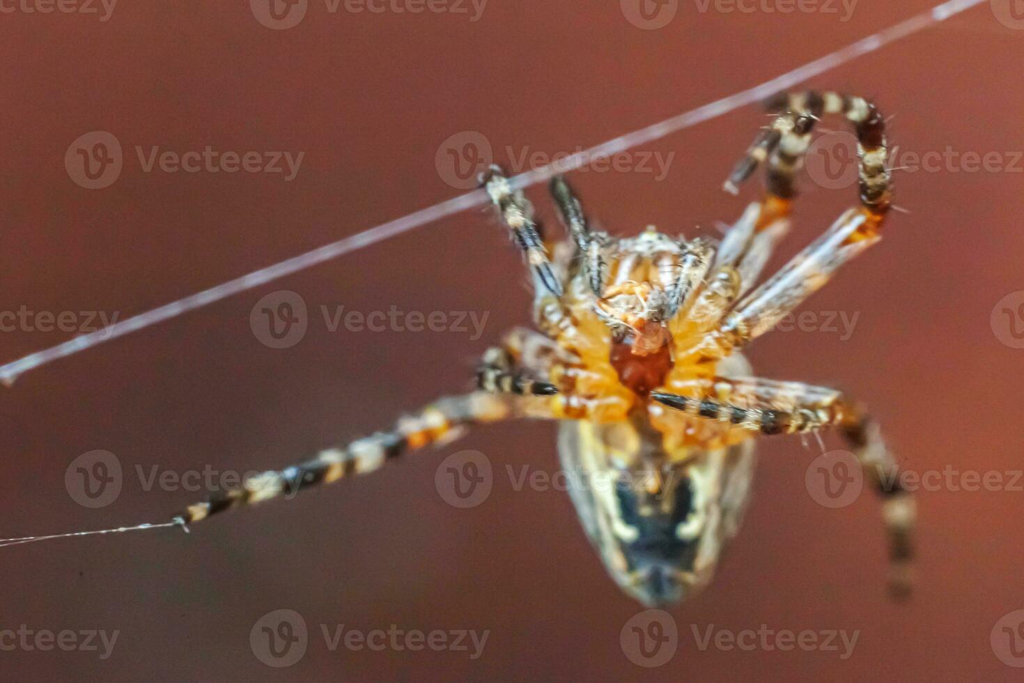 Arachnophobia fear of spider bite concept. Macro close up spider on cobweb spider web on blurred brown background. Life of insects. Horror scary frightening banner for halloween. photo