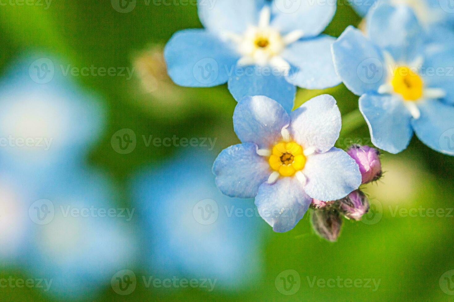 Beautiful wild forget-me-not Myosotis flower blossom flowers in spring time. Close up macro blue flowers, selective focus. Inspirational natural floral blooming summer garden or park. photo