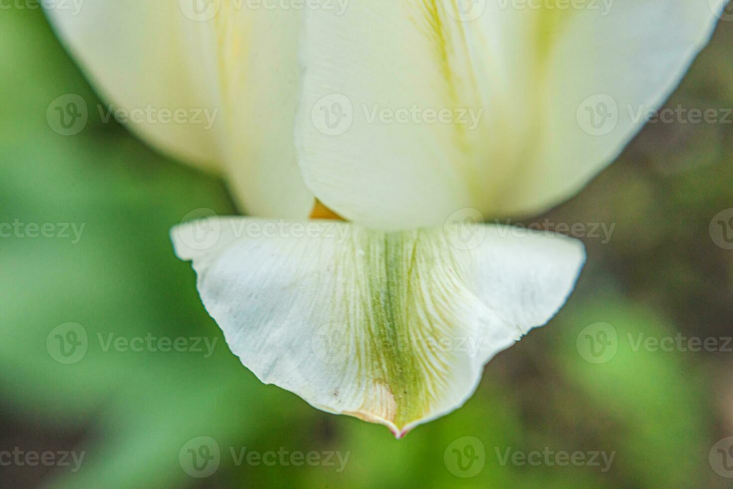 White tulip flowers in spring time. Close up macro of fresh spring flower in garden. Soft abstract floral poster, extremely macro, selective focus. Inspirational floral wallpaper holidays card photo