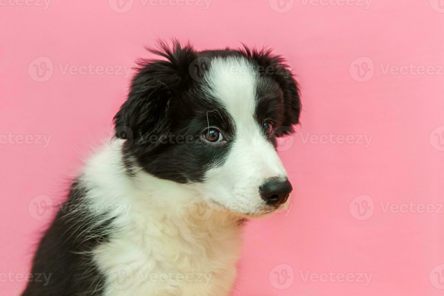 Funny studio portrait of cute smilling puppy dog border collie on pink pastel background photo