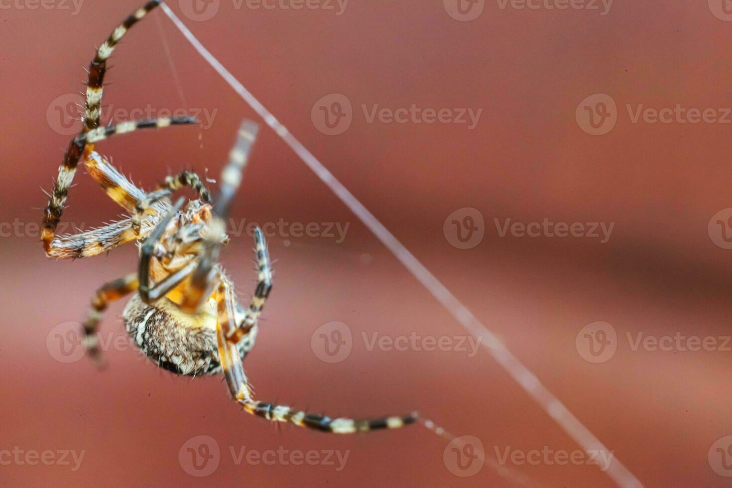 Arachnophobia fear of spider bite concept. Macro close up spider on cobweb spider web on blurred brown background. Life of insects. Horror scary frightening banner for halloween. photo
