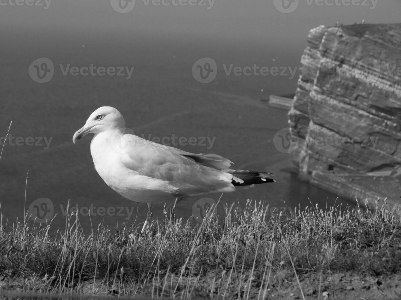 the island of Helgoland in the north sea photo