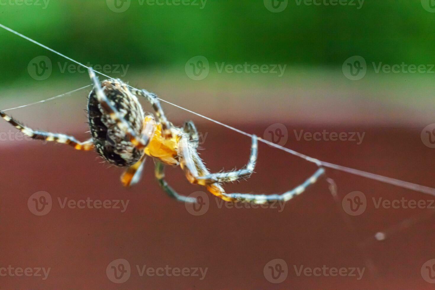 Arachnophobia fear of spider bite concept. Macro close up spider on cobweb spider web on natural blurred background. Life of insects. Horror scary frightening banner for halloween. photo