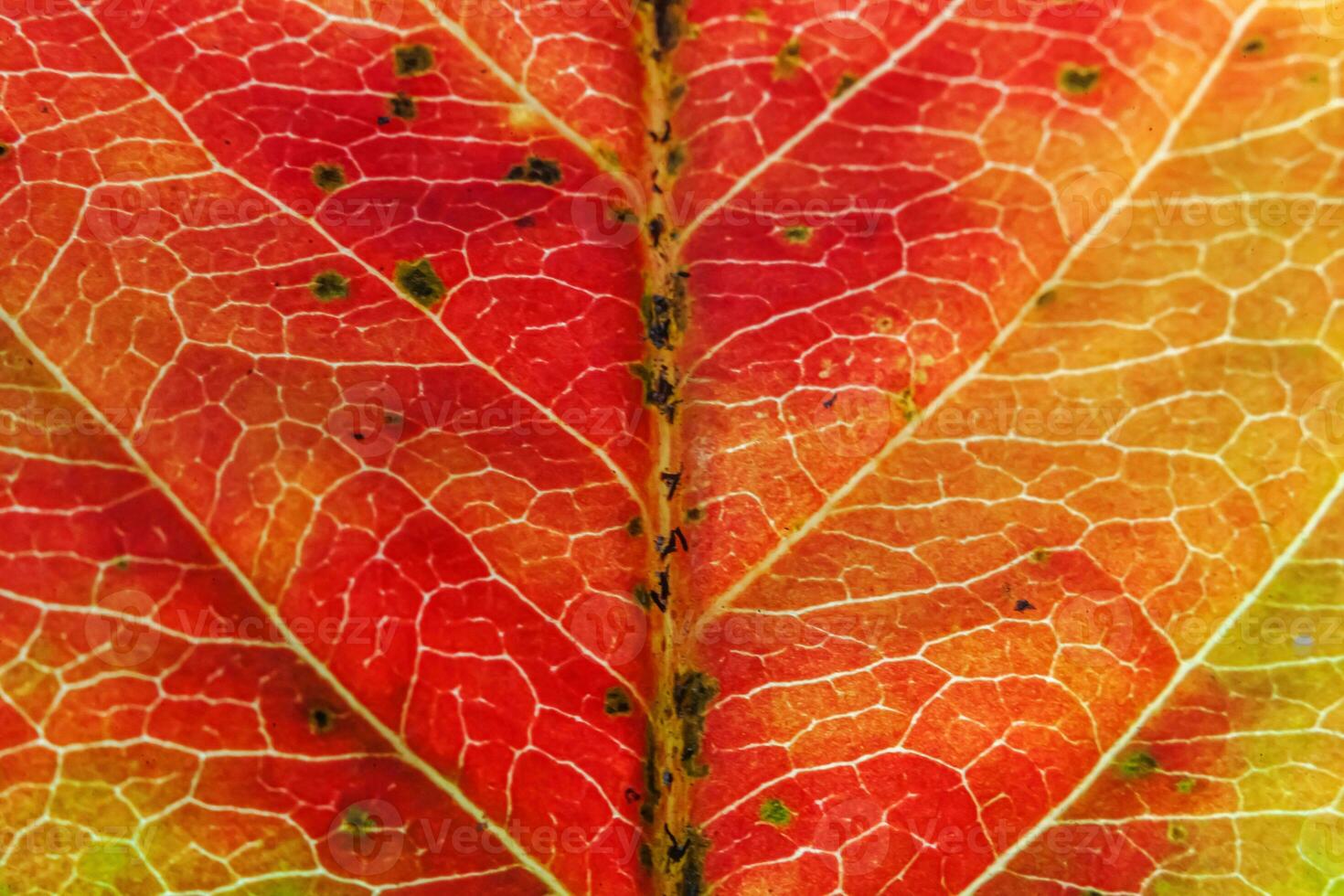 Closeup autumn fall extreme macro texture view of red orange green wood sheet tree leaf glow in sun background. Inspirational nature october or september wallpaper. Change of seasons concept. photo