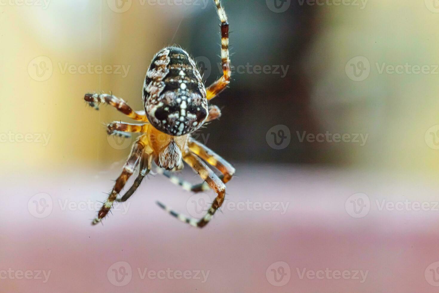 Arachnophobia fear of spider bite concept. Macro close up spider on cobweb spider web on natural blurred background. Life of insects. Horror scary frightening banner for halloween. photo