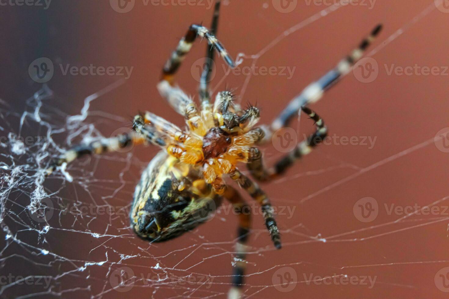 Arachnophobia fear of spider bite concept. Macro close up spider on cobweb spider web on blurred brown background. Life of insects. Horror scary frightening banner for halloween. photo
