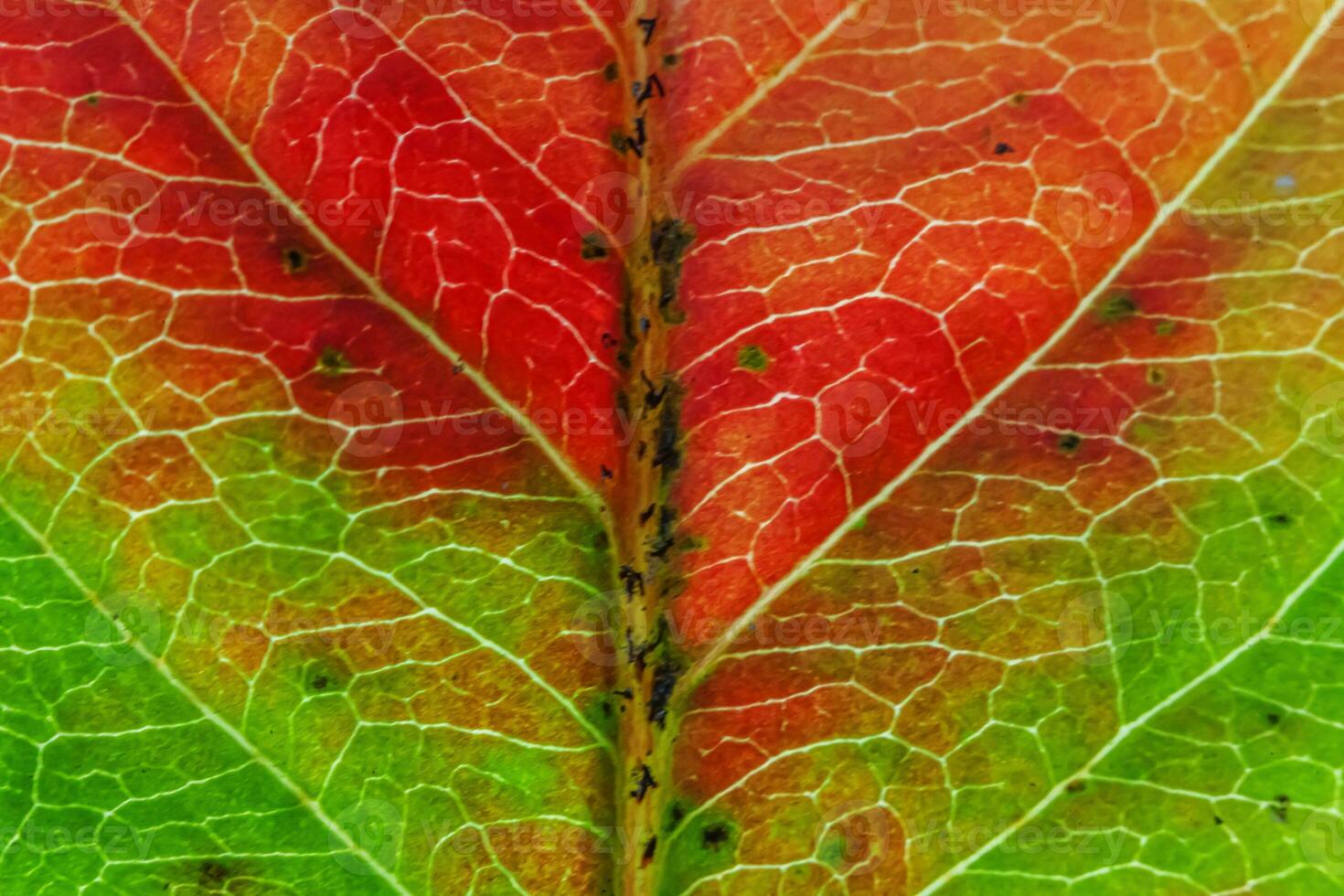 Closeup autumn fall extreme macro texture view of red orange green wood sheet tree leaf glow in sun background. Inspirational nature october or september wallpaper. Change of seasons concept. photo
