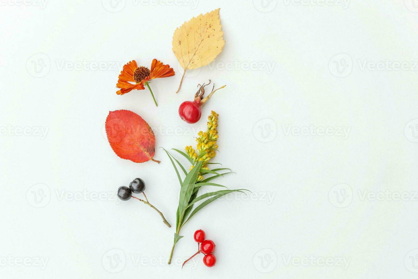 Autumn floral composition. Plants viburnum rowan berries dogrose fresh flowers colorful leaves isolated on white background. Fall natural plants ecology wallpaper concept Flat lay top view copy space photo