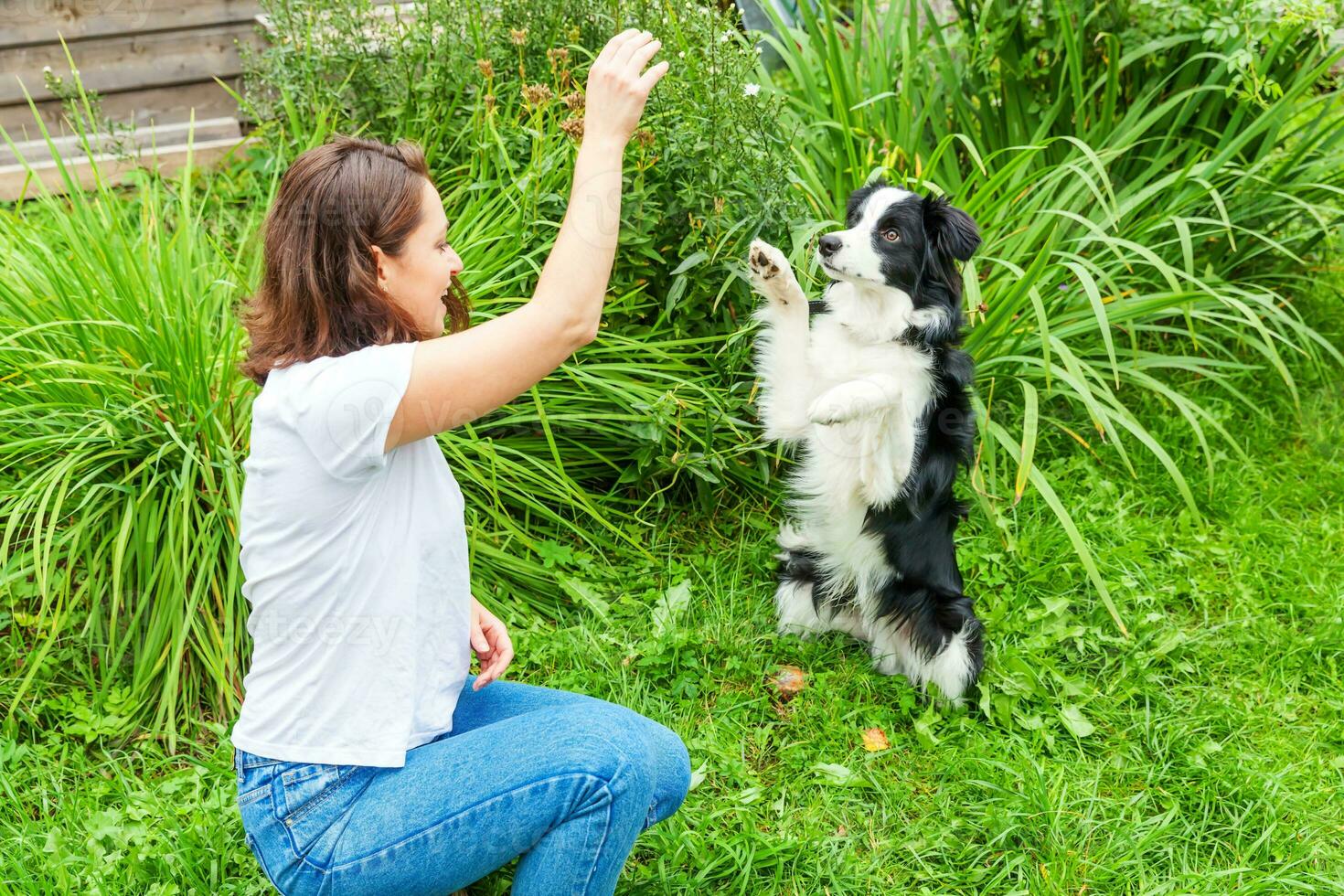 Smiling young attractive woman playing with cute puppy dog border collie in summer garden or city park outdoor background. Girl training trick with dog friend. Pet care and animals concept. photo