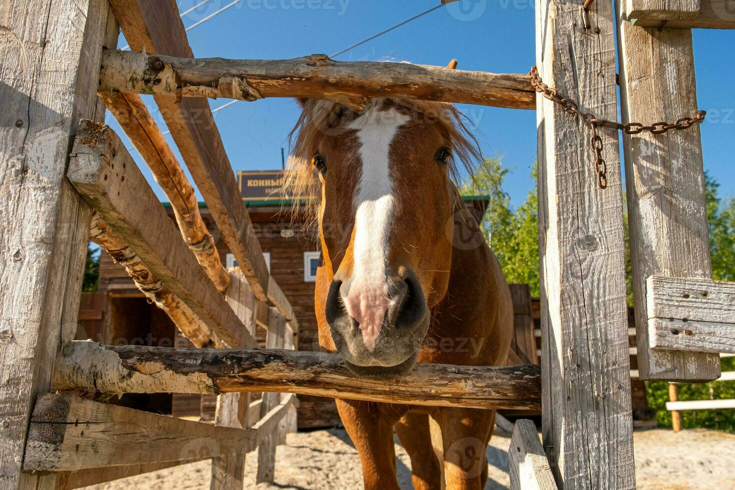 Racecourse concept. Modern animal livestock. Brown horse stallions in stall relaxing in training corral, farm countryside background. Horse in paddock corral outdoor. Horse in natural eco farm. photo