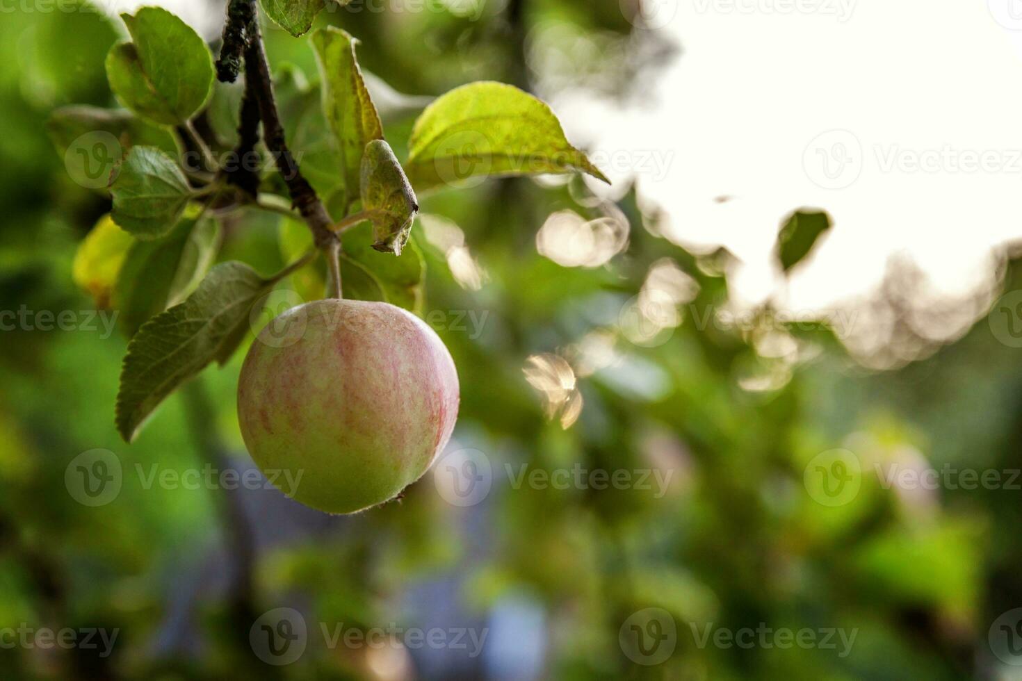 Perfect red green apple growing on tree in organic apple orchard. Autumn fall view on country style garden. Healthy food vegan vegetarian baby dieting concept. Local garden produce clean food. photo