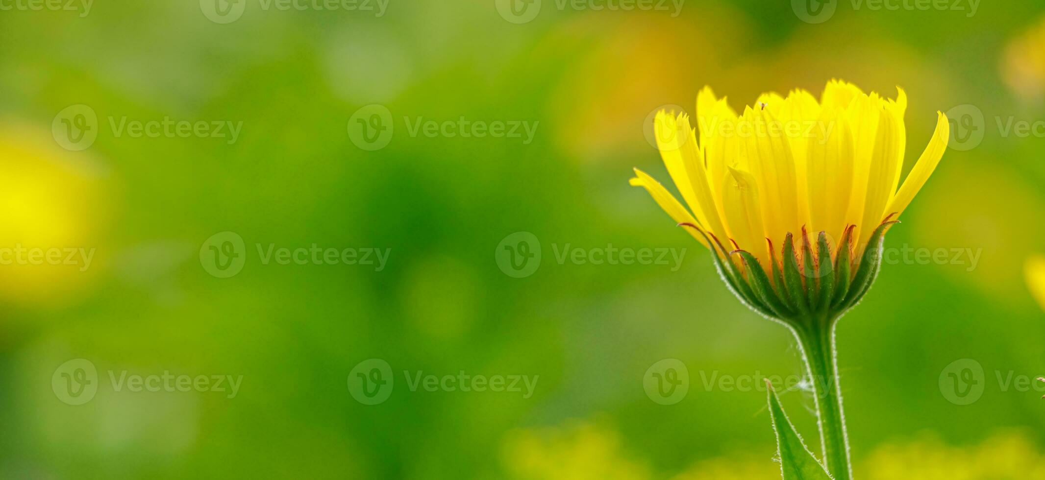 medicinal amarillo caléndula flores foto