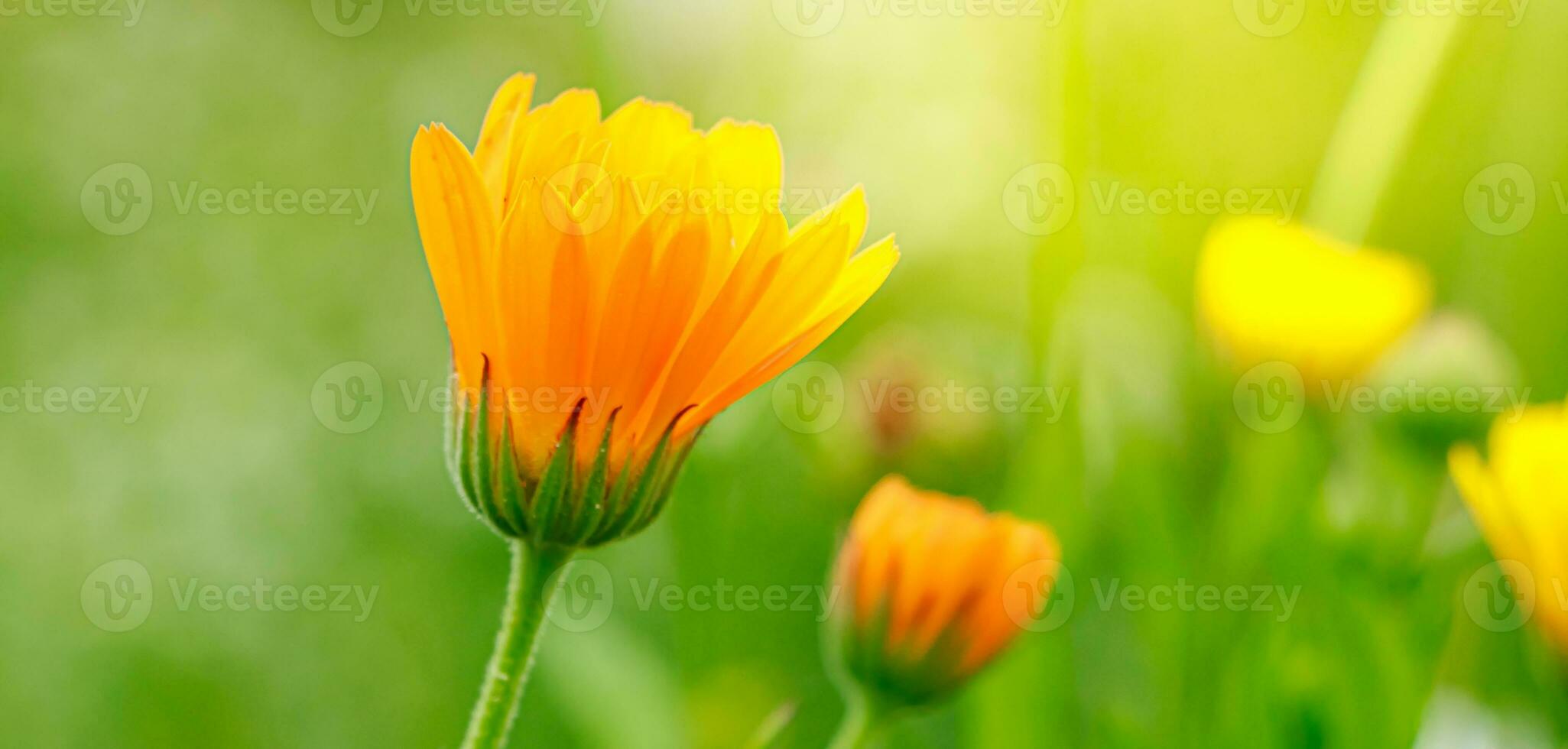 Medicinal yellow calendula flowers. photo