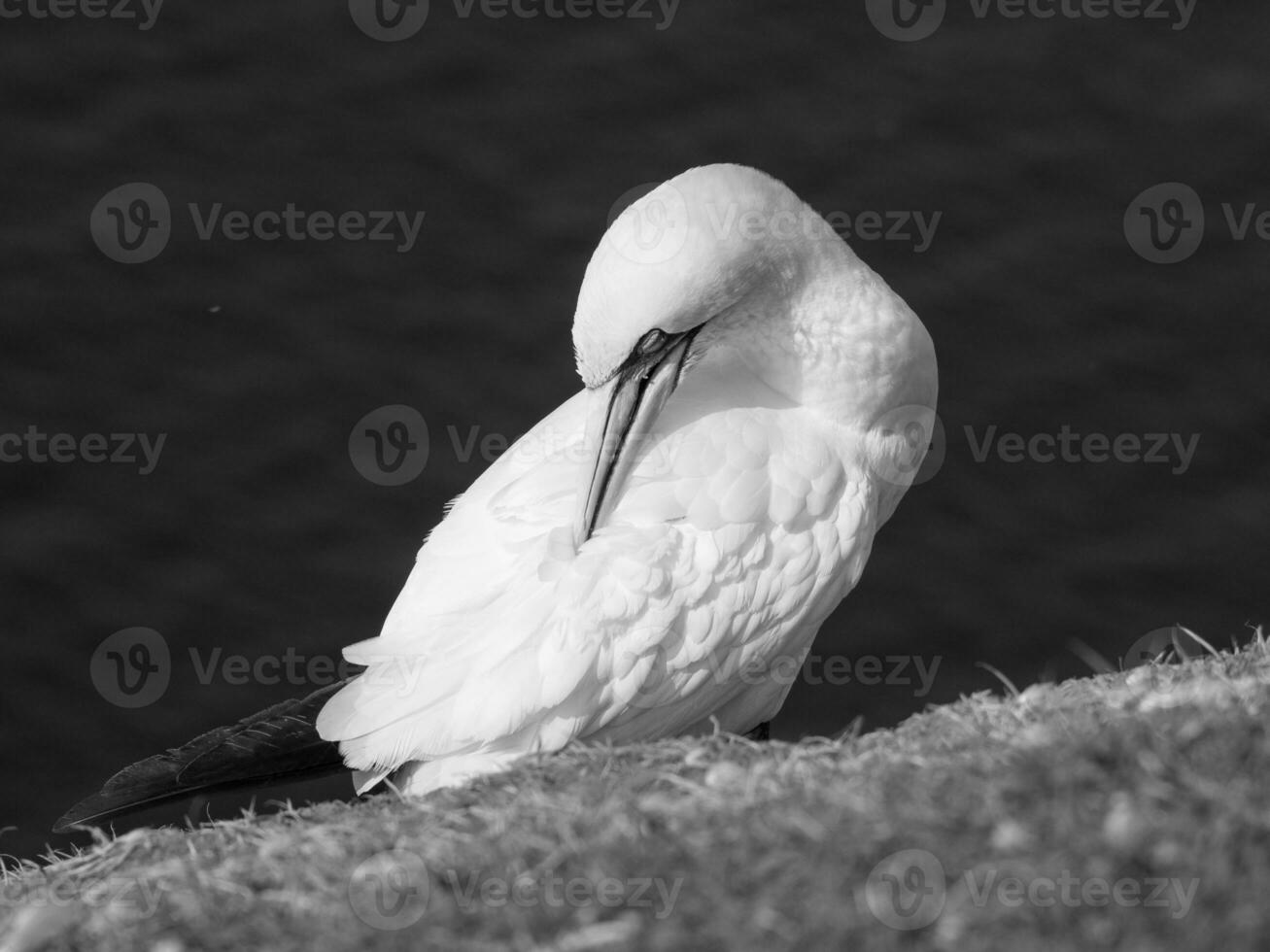 the german island of Helgoland photo