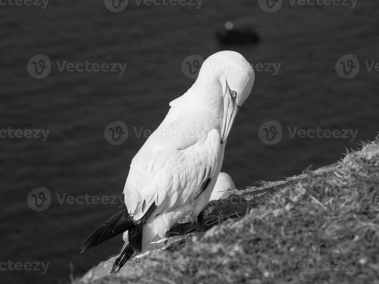 the german island of Helgoland photo