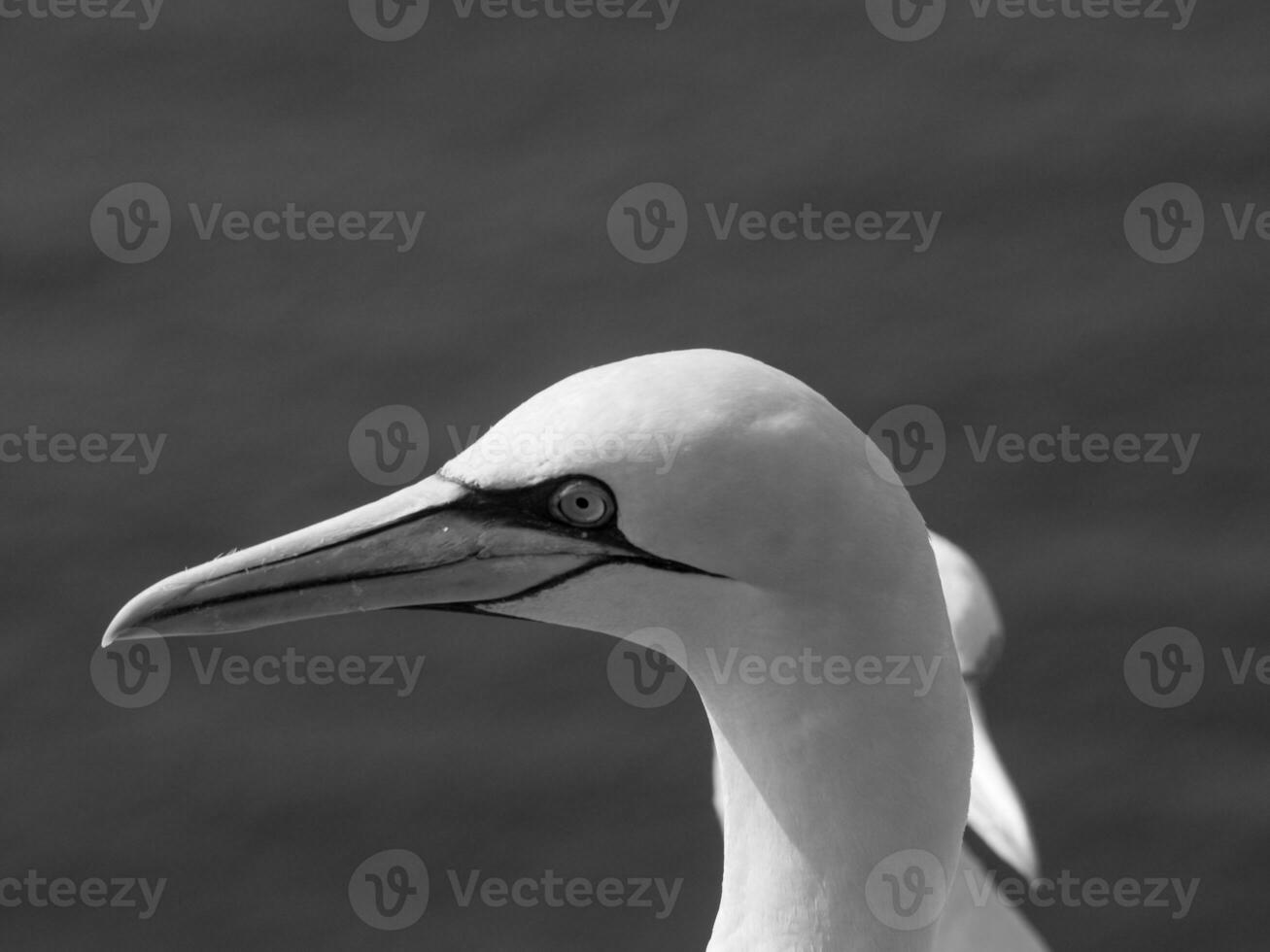 the german island of Helgoland photo